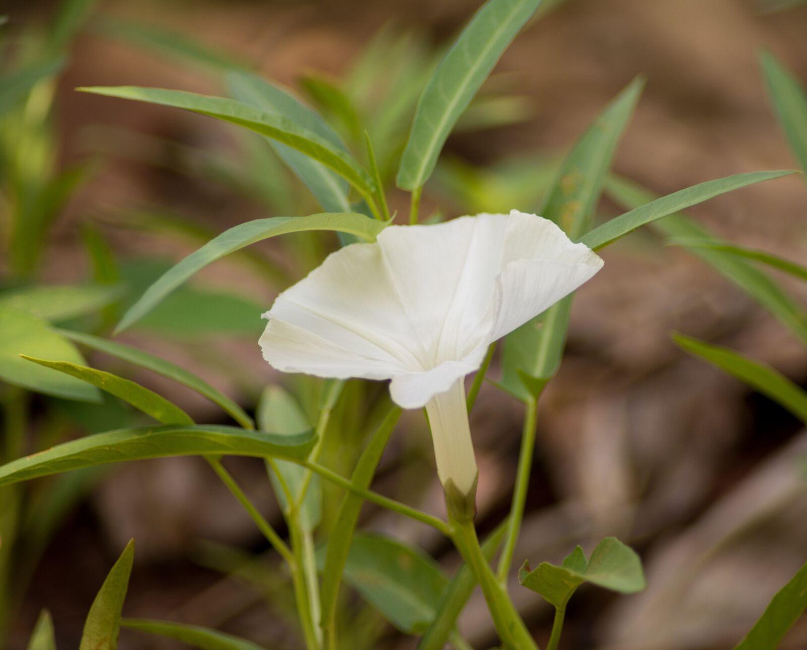 Nikon D5200 sample photo. Flower, white, plant photography