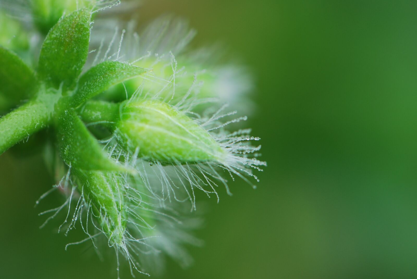 Nikon D60 sample photo. Dewdrop, bud, close up photography