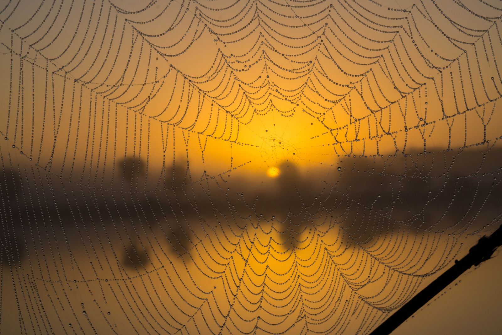 Sony a6000 sample photo. Spider web, sunrise, morning photography
