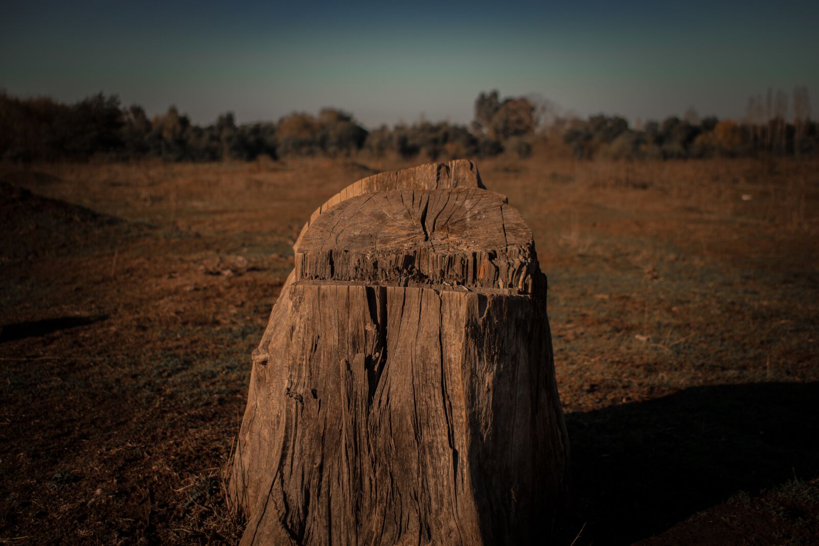 Nikon D5600 sample photo. árbol, nature, mendoza photography