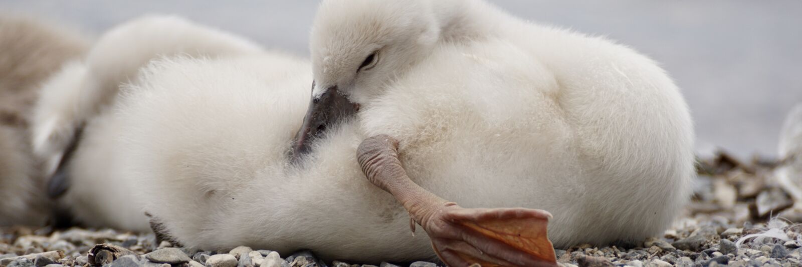 Sony DT 55-300mm F4.5-5.6 SAM sample photo. Swan, chicks, cute photography