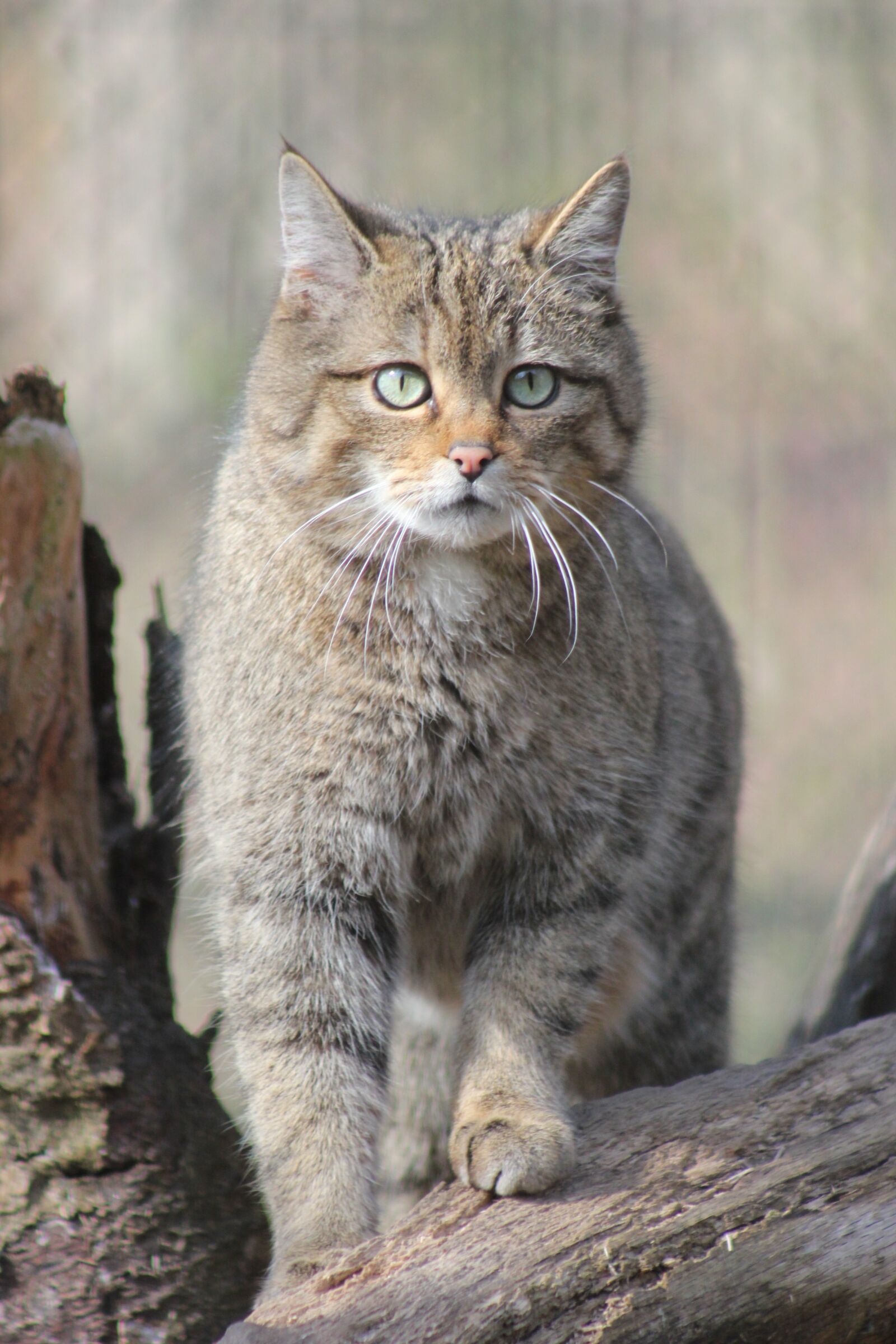 Canon EOS 550D (EOS Rebel T2i / EOS Kiss X4) sample photo. Wildcat, european, predator photography