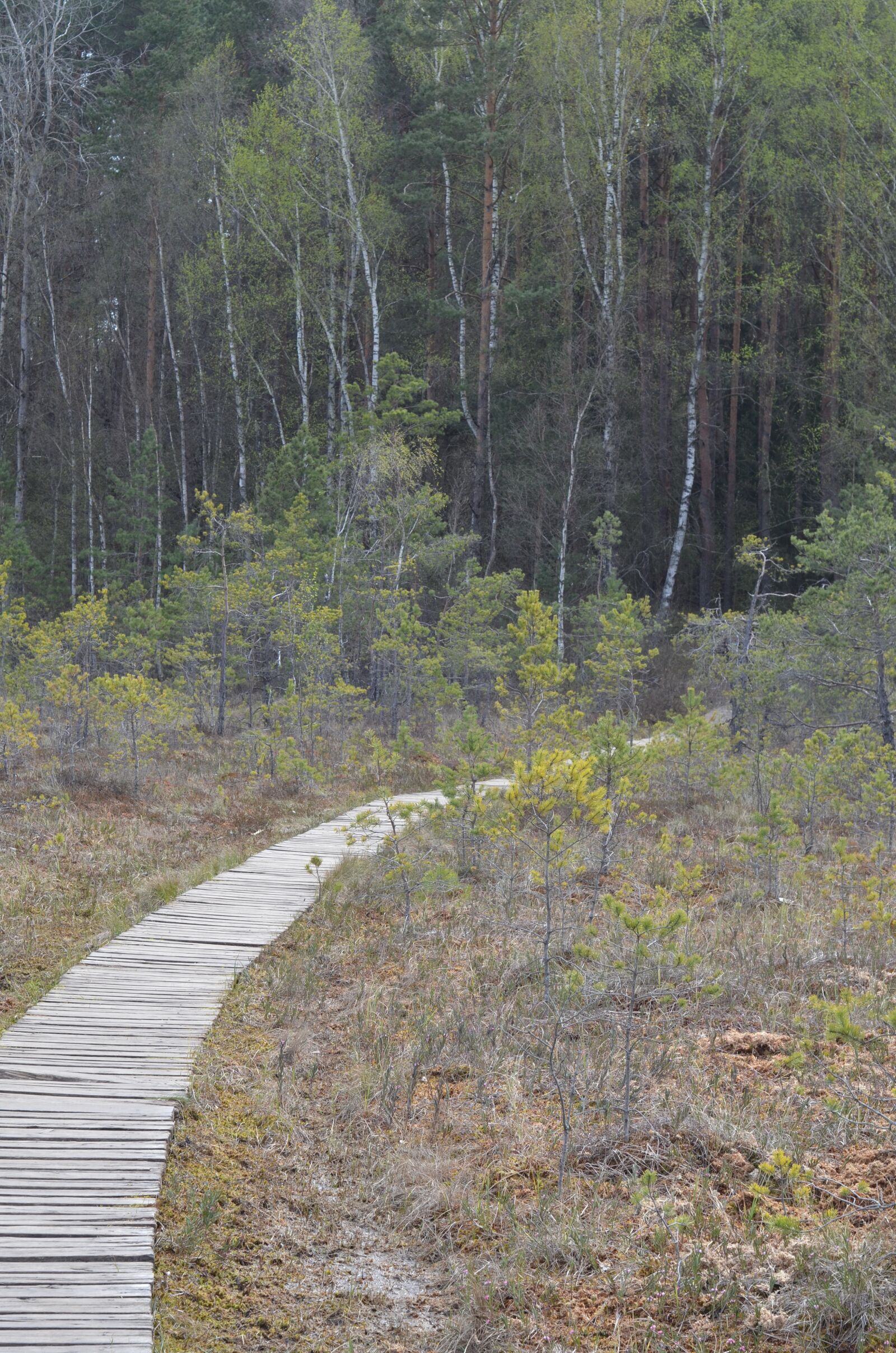 Nikon D7000 sample photo. Lake, forest, lithuania photography