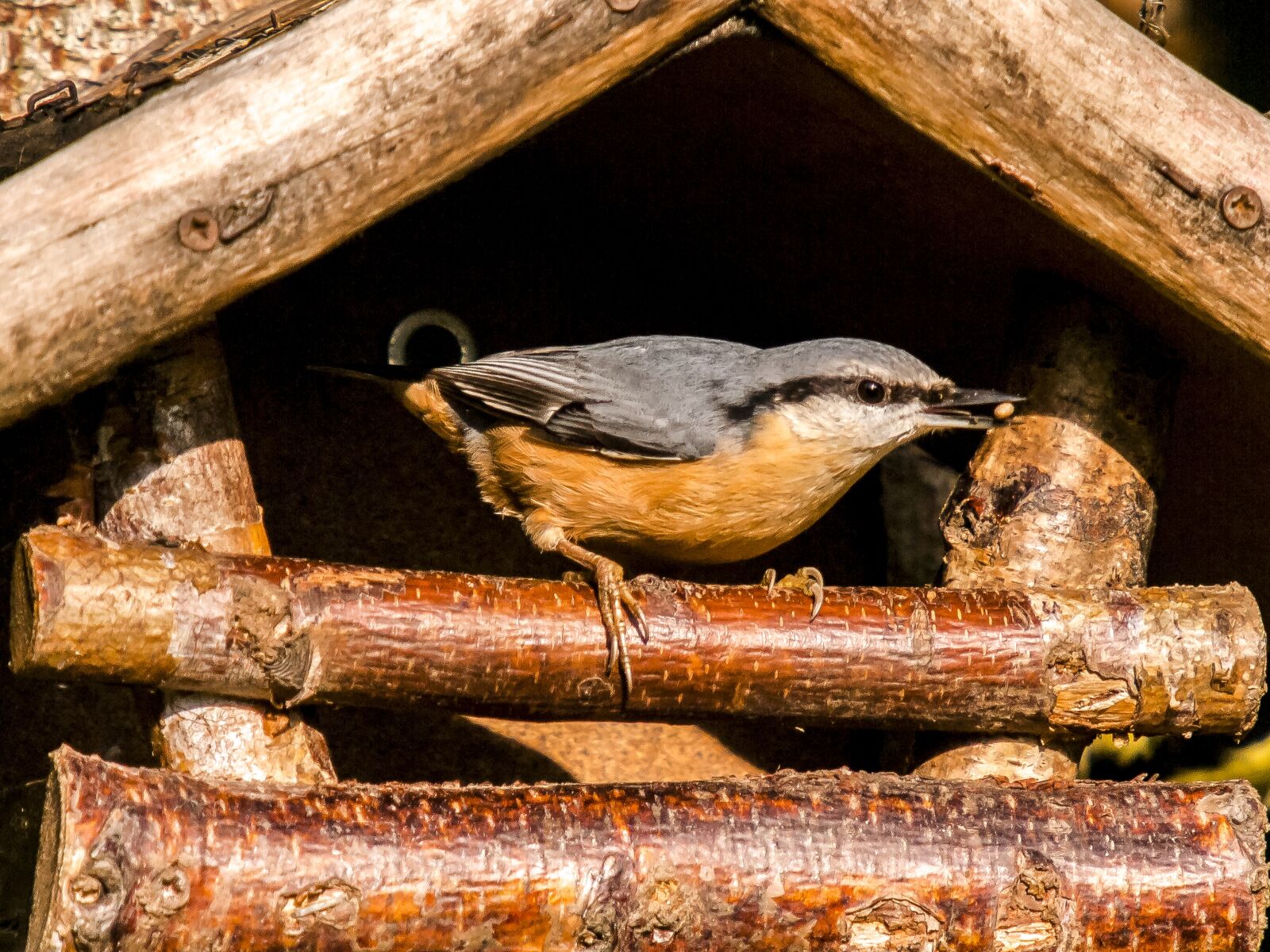 Olympus E-3 sample photo. Kleiber, bird, songbird photography