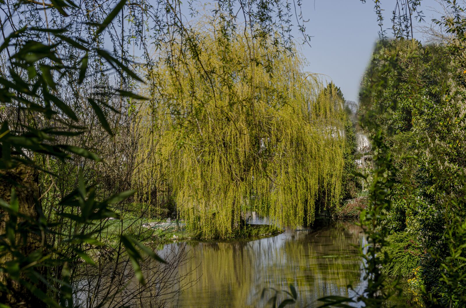 Nikon D7000 sample photo. Garden, willow, weeping photography