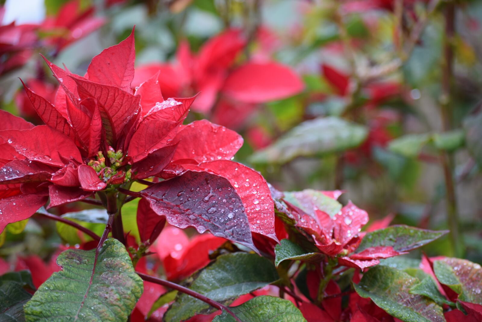 Nikon D3300 sample photo. Poinsettia, christmas, flowers photography