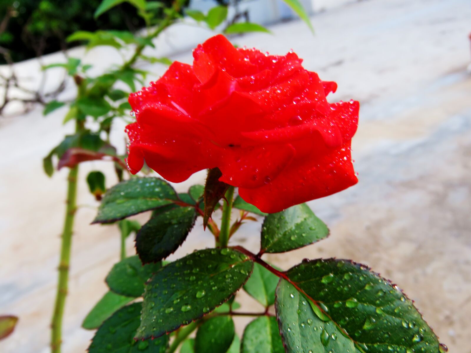 Canon PowerShot SX60 HS sample photo. Red rose, just rose photography