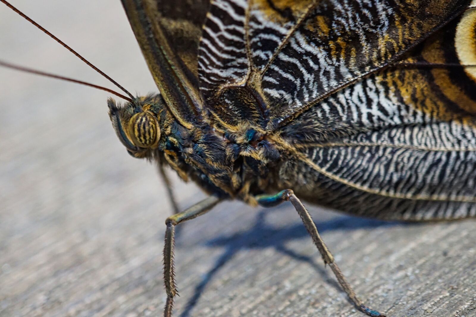 Sony a5100 + Sony E 30mm F3.5 Macro sample photo. Butterfly, insect, macro photography