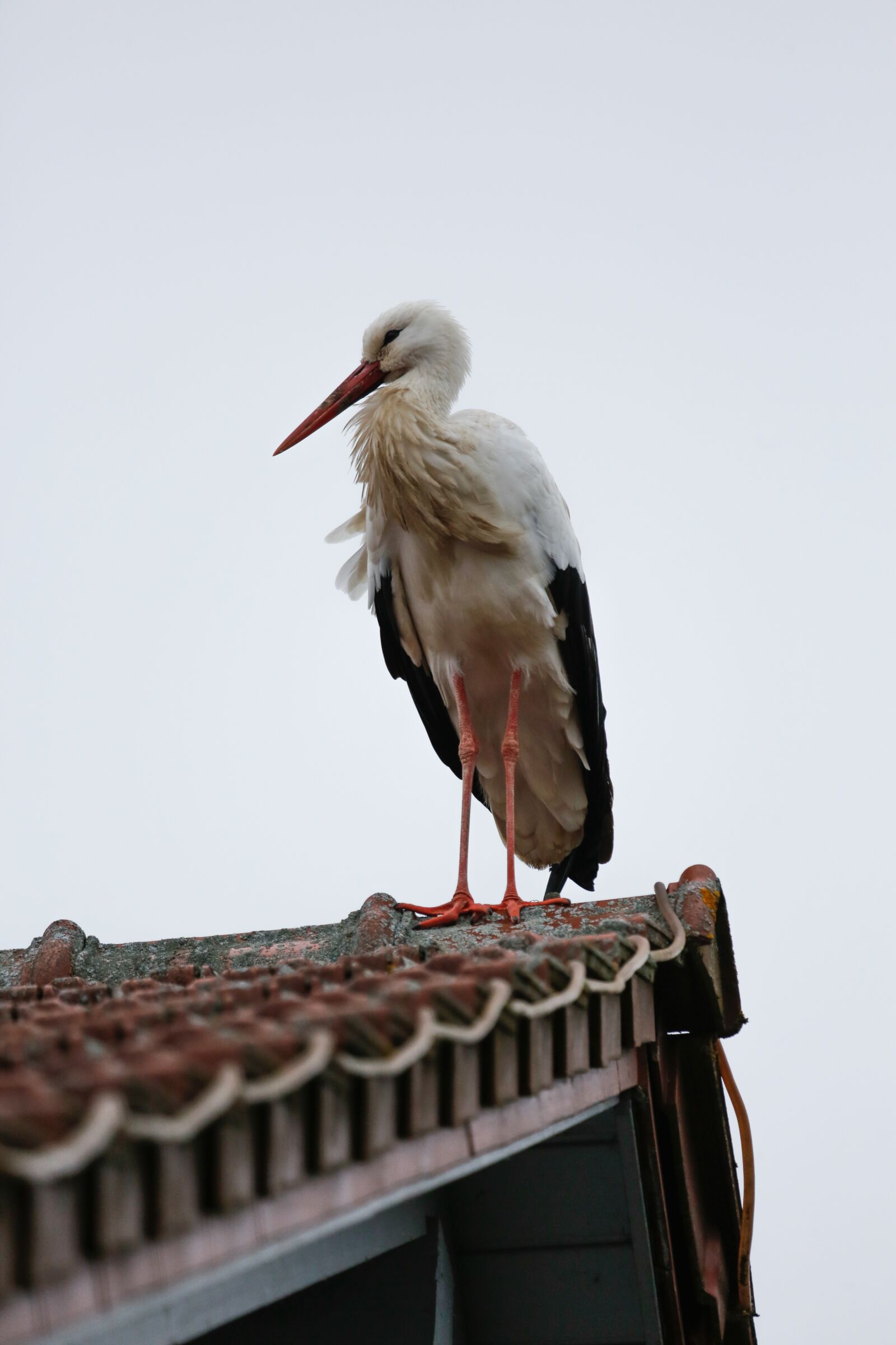 Canon EF 100-400mm F4.5-5.6L IS USM sample photo. Stork, bird, bill photography
