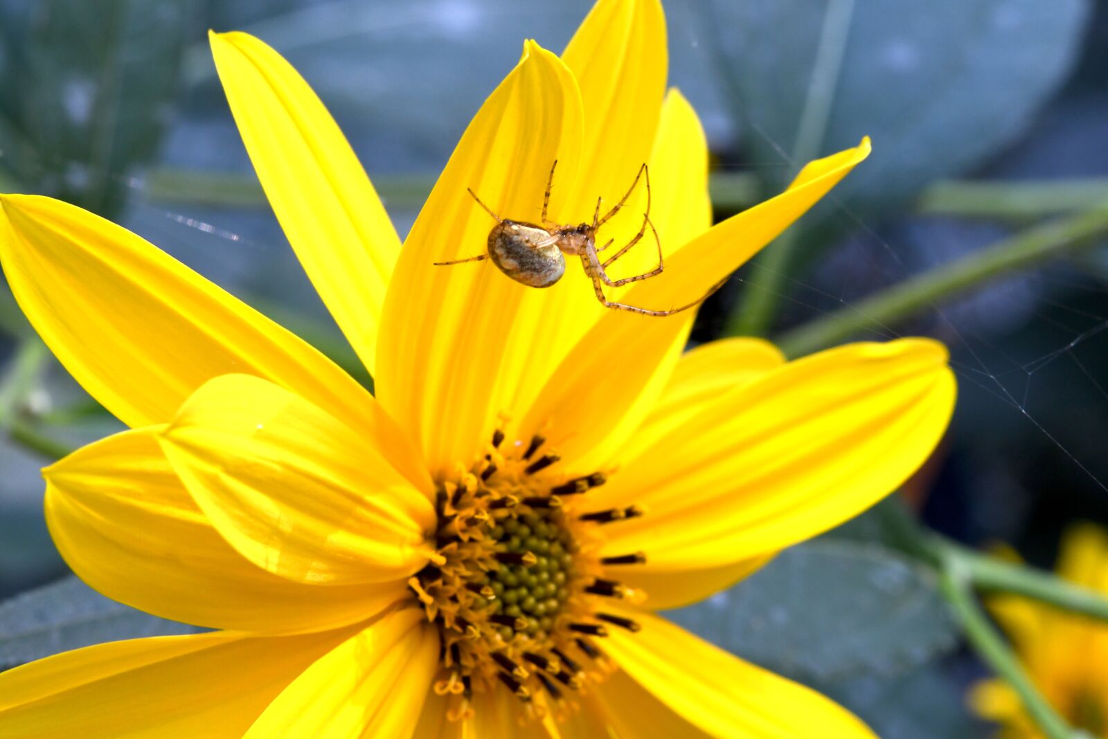 Nikon D7500 sample photo. Insect, flower, spider photography