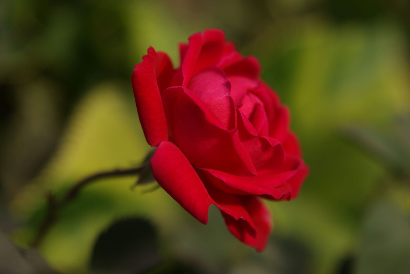 Sony Alpha DSLR-A200 sample photo. Flower, macro, red photography