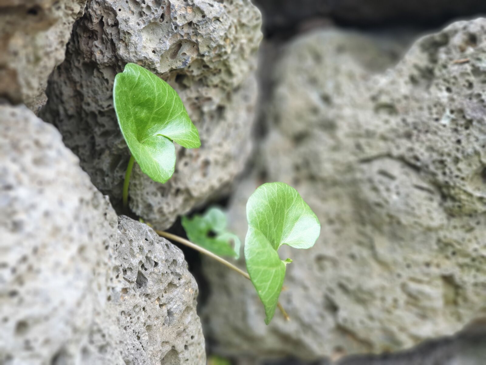 Samsung Galaxy Note9 sample photo. Plants, stone, nature photography