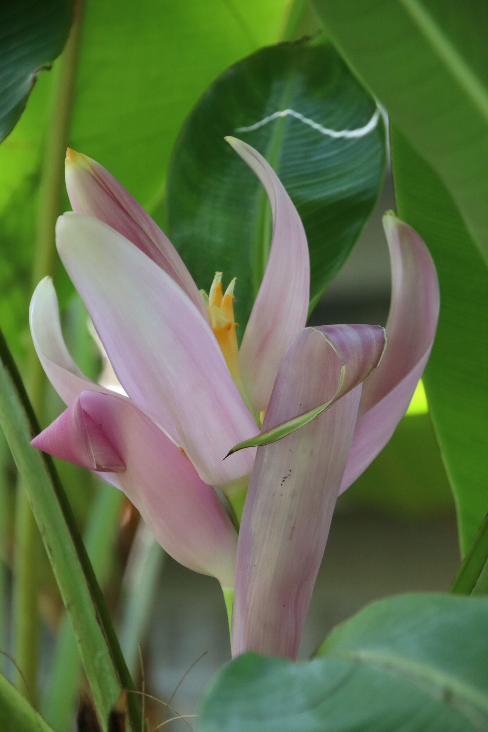 Canon EOS M50 (EOS Kiss M) sample photo. Banana flower, plant, tropical photography