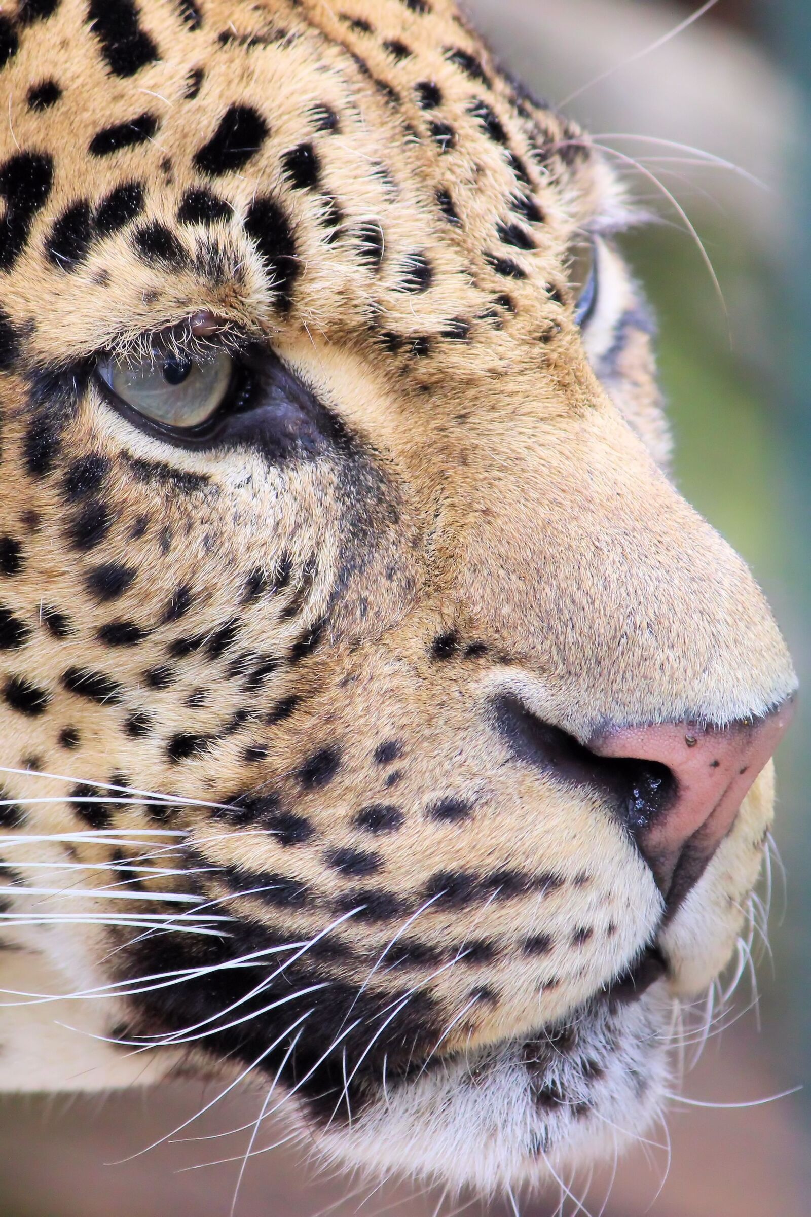 Canon EF-S 55-250mm F4-5.6 IS II sample photo. Leopard, predator, zoo photography