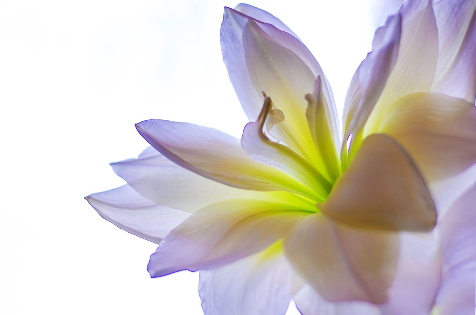 Nikon D7000 sample photo. Lily, flower, natural photography