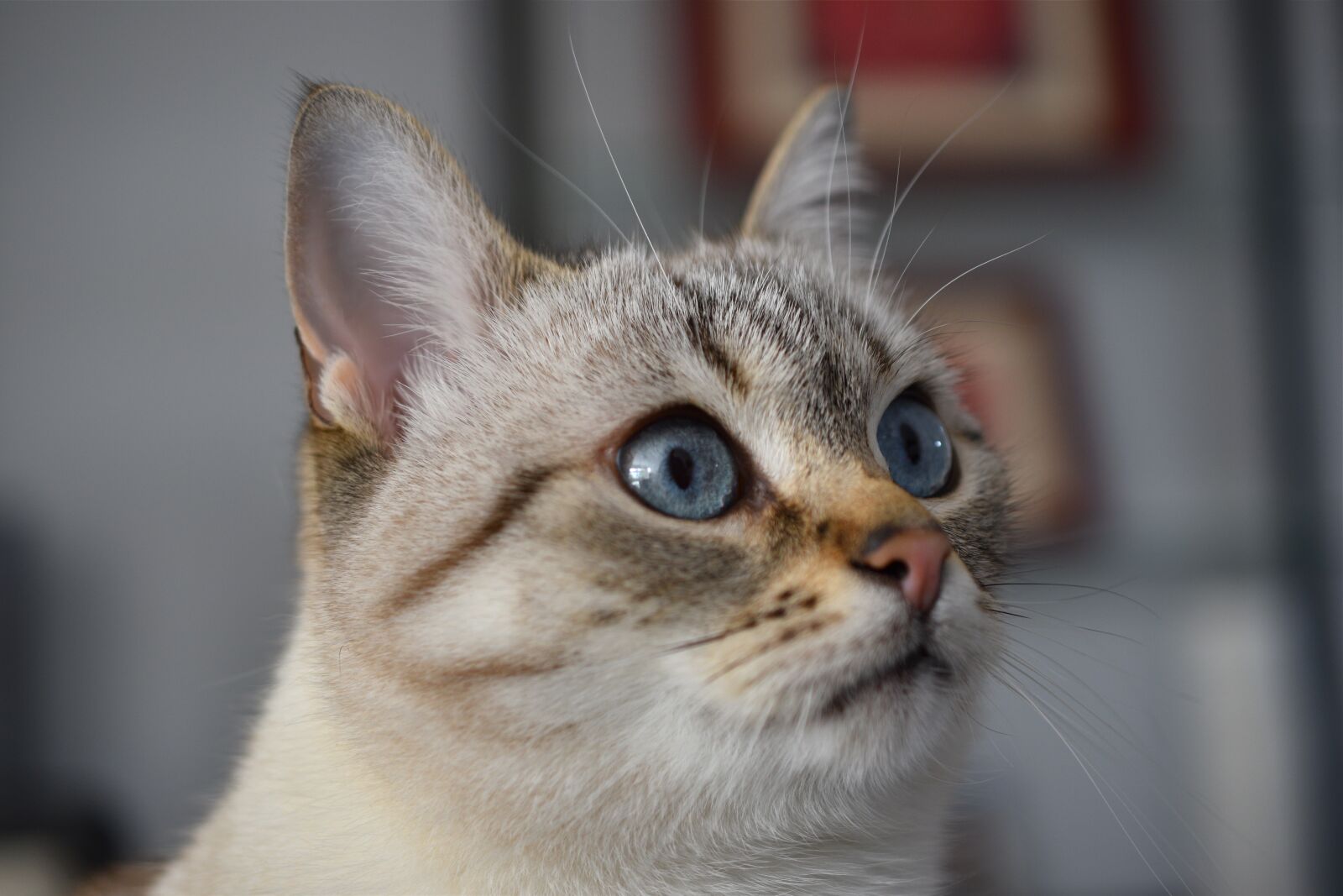 Nikon D5600 sample photo. Cat, feline, eyes photography