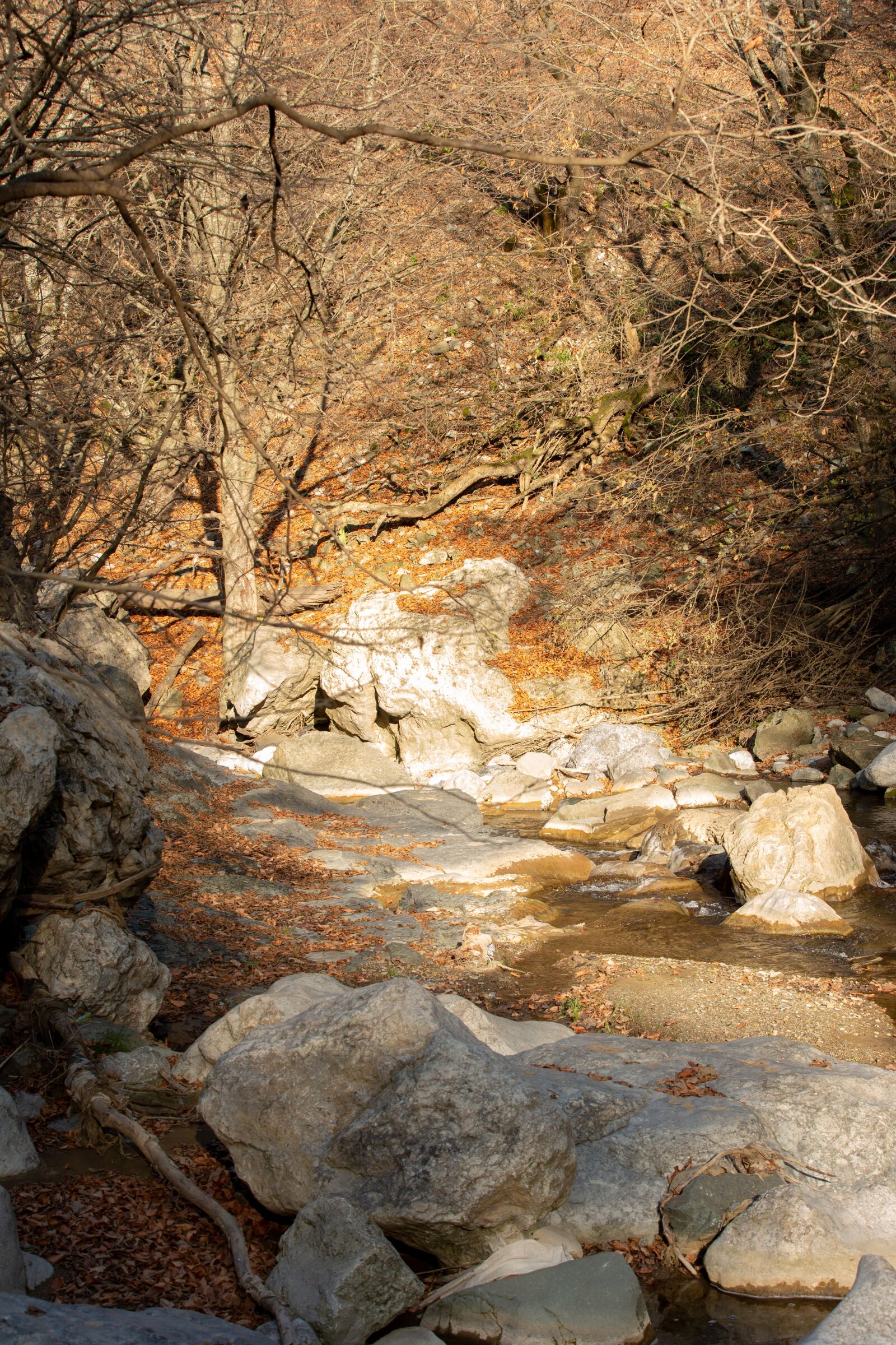 Canon EF 70-200mm F2.8L IS II USM sample photo. Forest, natura, panorama photography