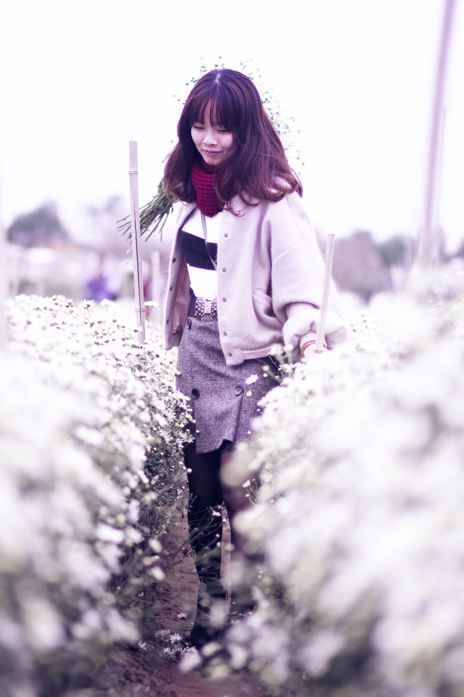 Canon EOS 7D + Canon EF 85mm F1.8 USM sample photo. Chrysanthemum, daisy robins, flower photography