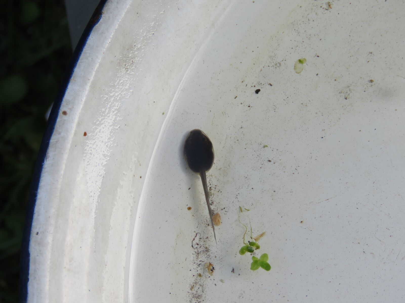 Canon PowerShot SX60 HS sample photo. Tadpole, frog, board photography