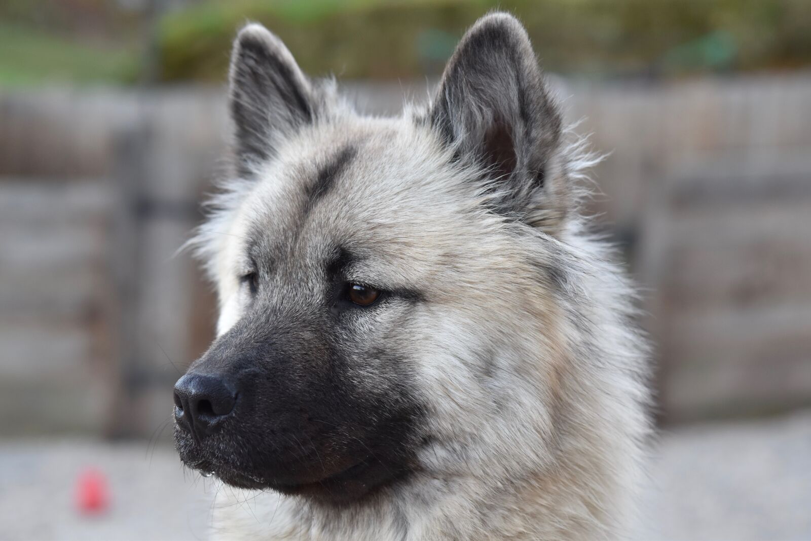 Nikon D5600 sample photo. Dog, bitch, portrait dog photography