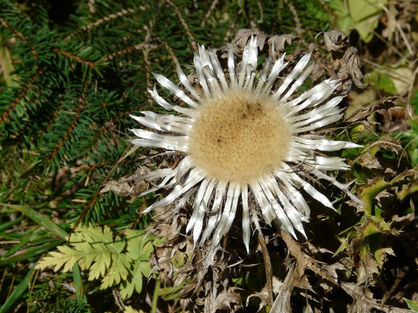 Panasonic DMC-FZ18 sample photo. Silver thistle, thistle, carlina photography