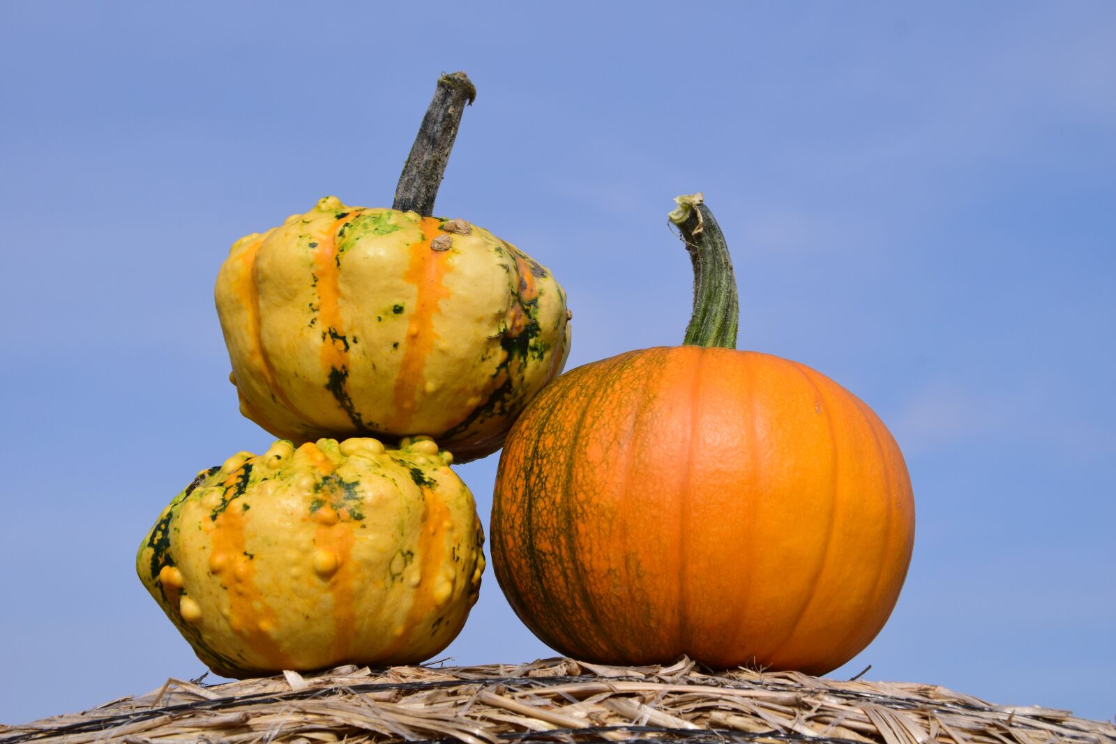 Nikon D3300 sample photo. Pumpkin, sky, autumn photography