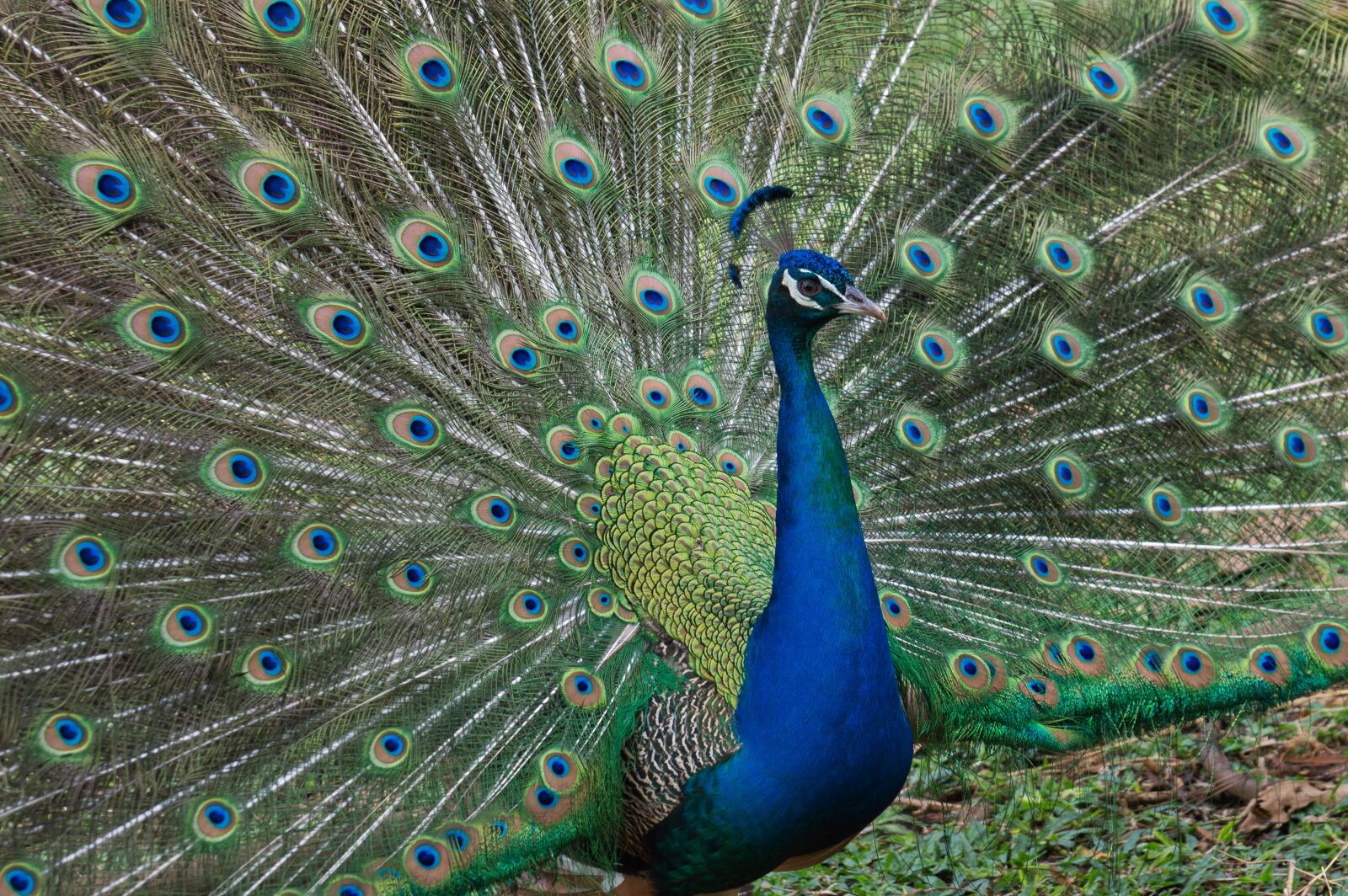 Nikon D3200 sample photo. Costa rica, ave, peacock photography