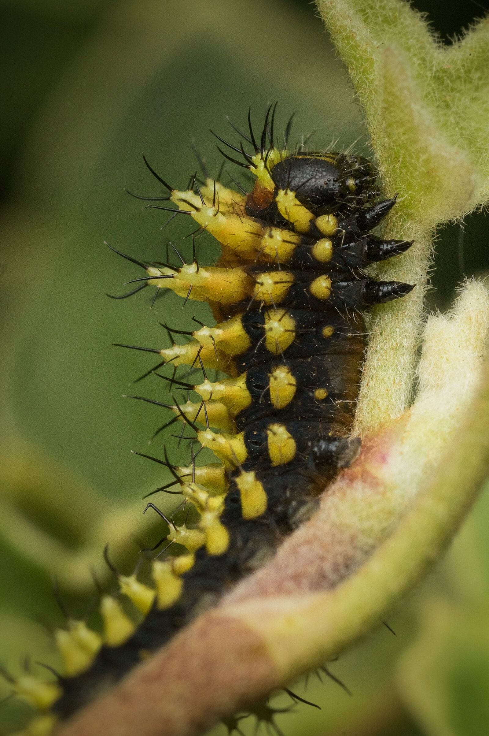 Pentax K-3 + Tamron SP AF 90mm F2.8 Di Macro sample photo. Madagascar, caterpillar, bug photography