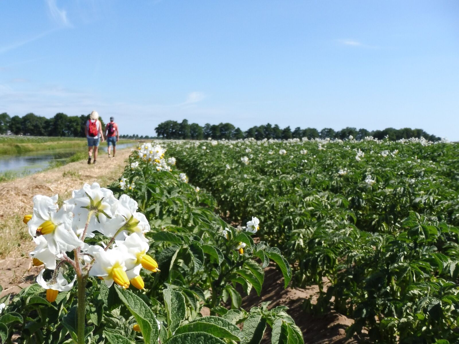 Panasonic Lumix DMC-ZS45 (Lumix DMC-TZ57) sample photo. Pieterpad, potatoes, summer photography
