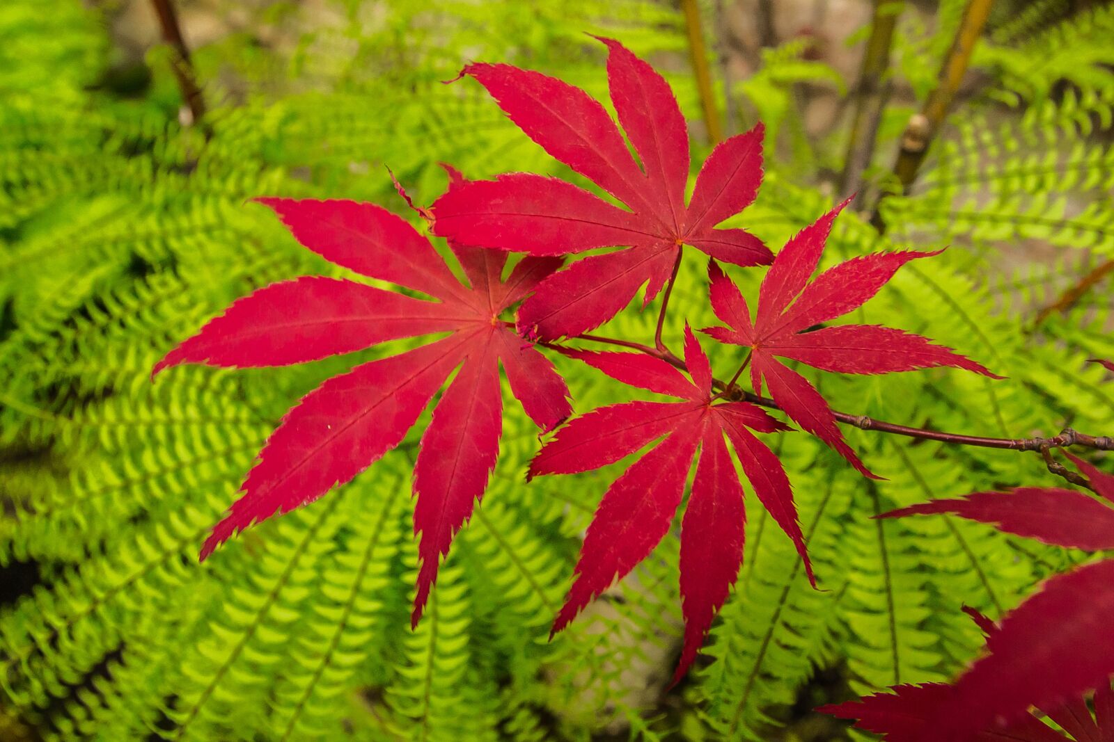 Canon EF-S 10-22mm F3.5-4.5 USM sample photo. Red maple, tree, garden photography