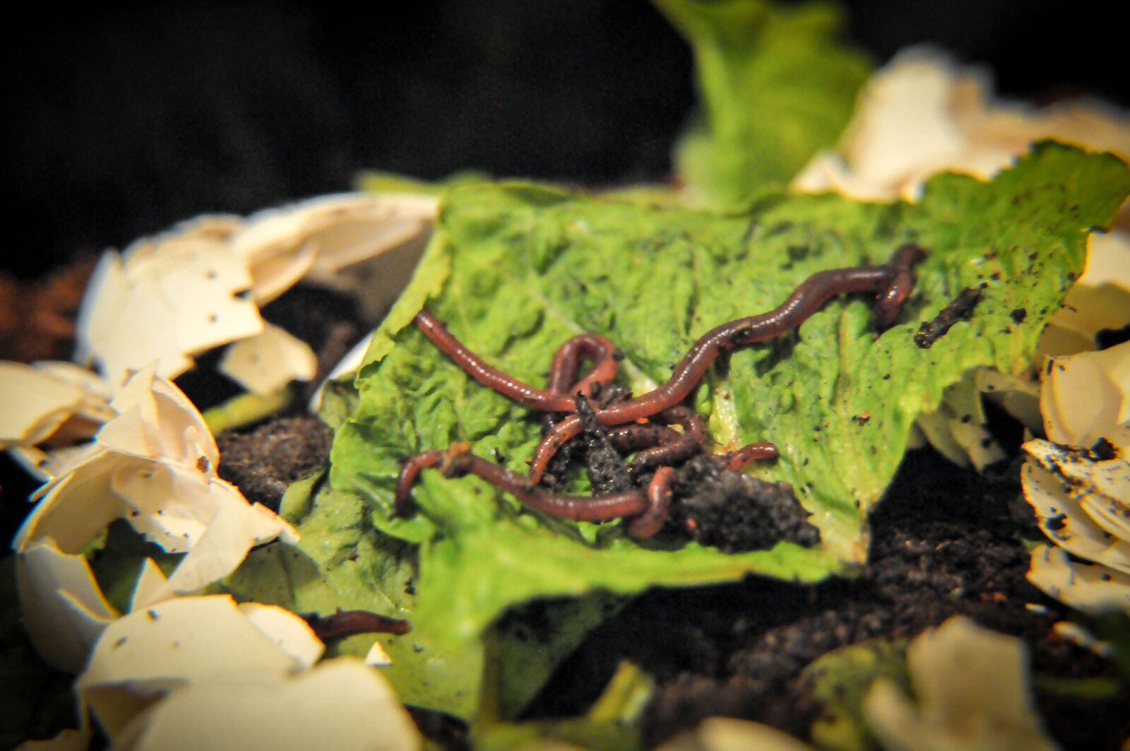 Nikon D300 sample photo. Worms photography