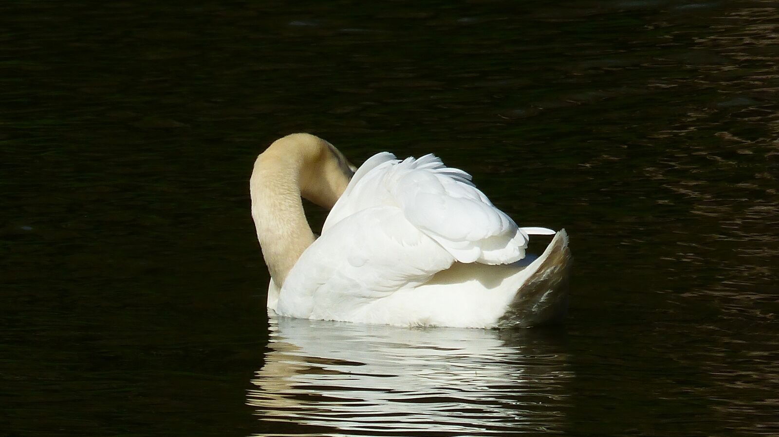 Panasonic Lumix DMC-FZ200 sample photo. Body of water, swan photography