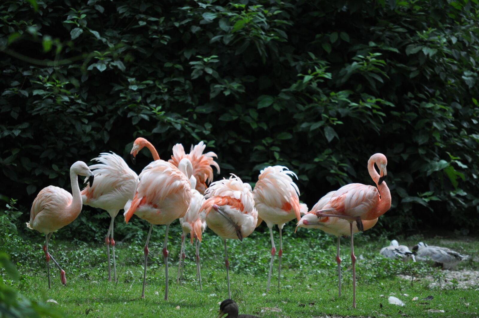 Nikon D5000 sample photo. Flamingos, zoo, pink photography