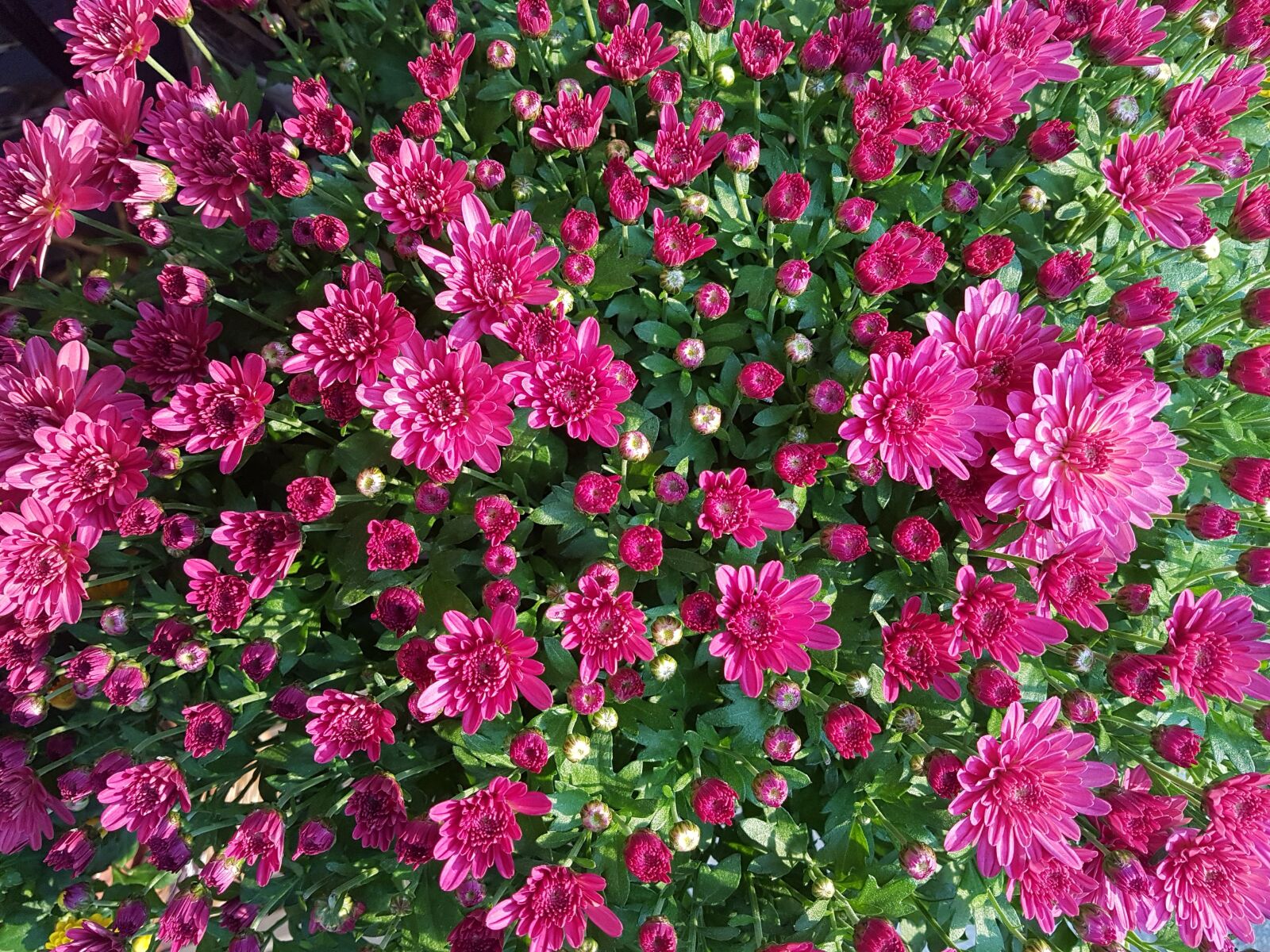 Samsung Galaxy S7 sample photo. Chrysanthemum flower, autumn, kogiku photography