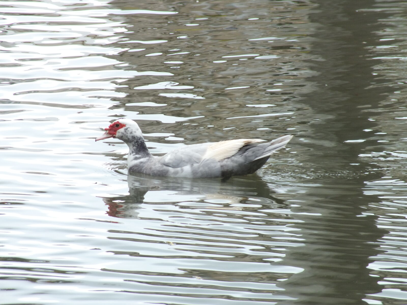Fujifilm FinePix HS35EXR sample photo. Duck, on, the, water photography