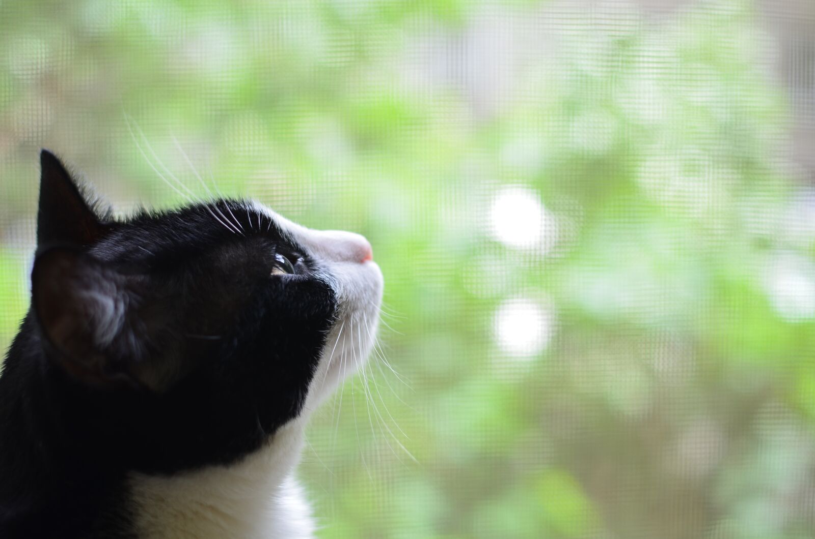 Nikon D5100 sample photo. Cat, girl, nature photography