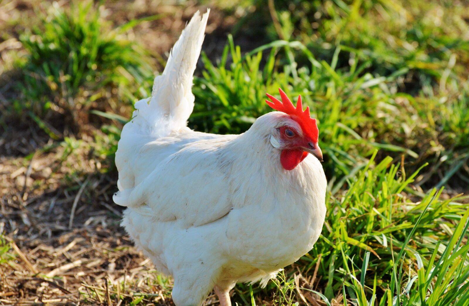 Nikon D3200 sample photo. Chicken, hen, poultry photography