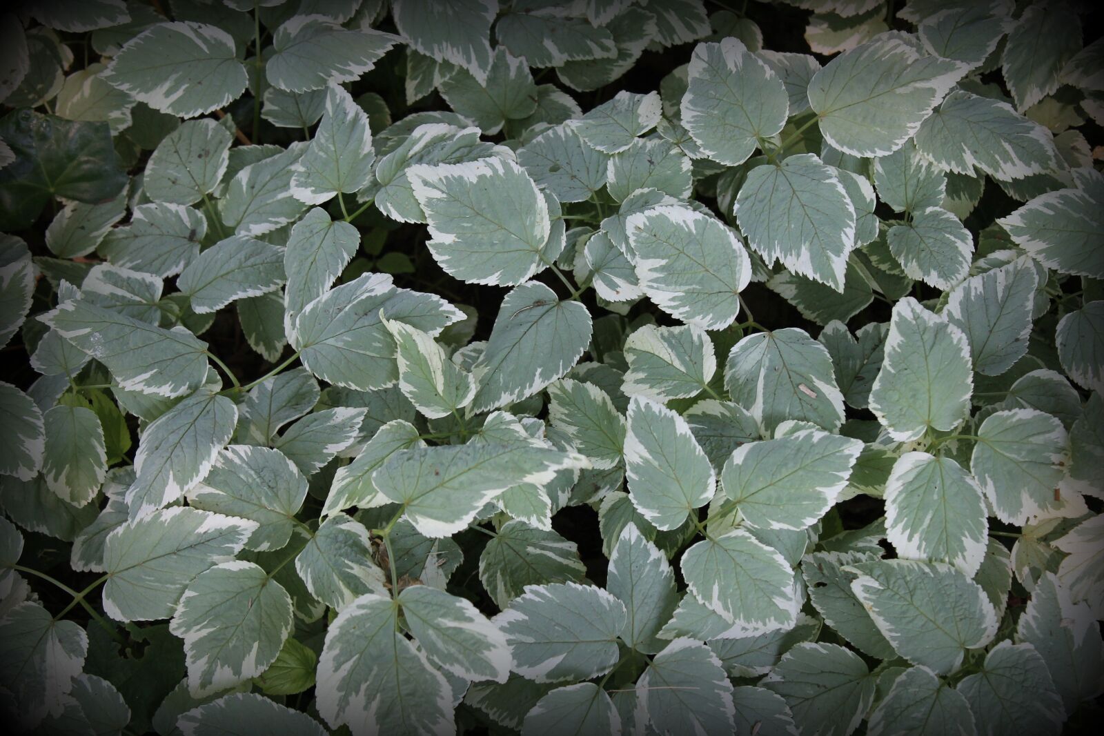 Canon EOS 1100D (EOS Rebel T3 / EOS Kiss X50) sample photo. Background, plant, green photography