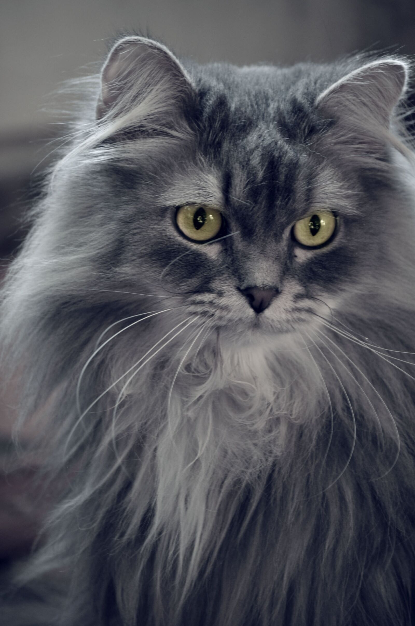 Nikon D5100 sample photo. Cat, pet, fluffy cat photography