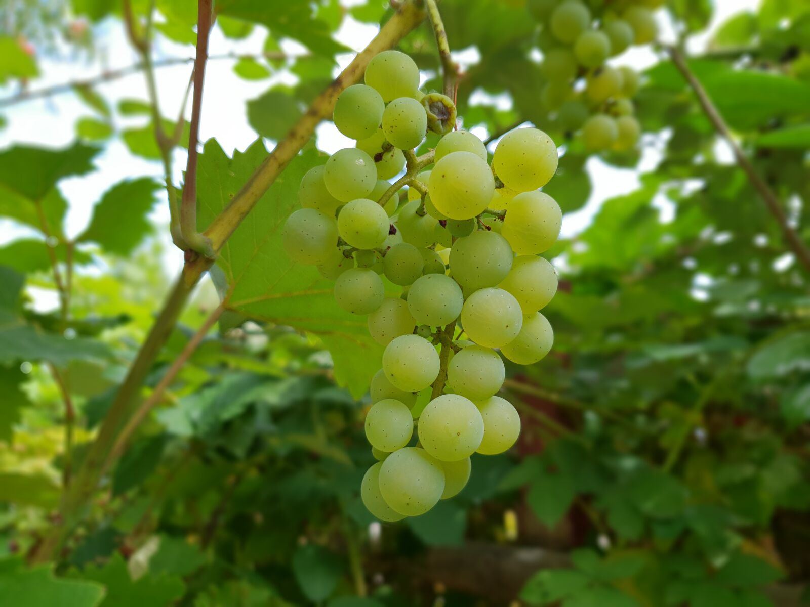 Samsung Galaxy S9 sample photo. Wine, grapes, summer photography