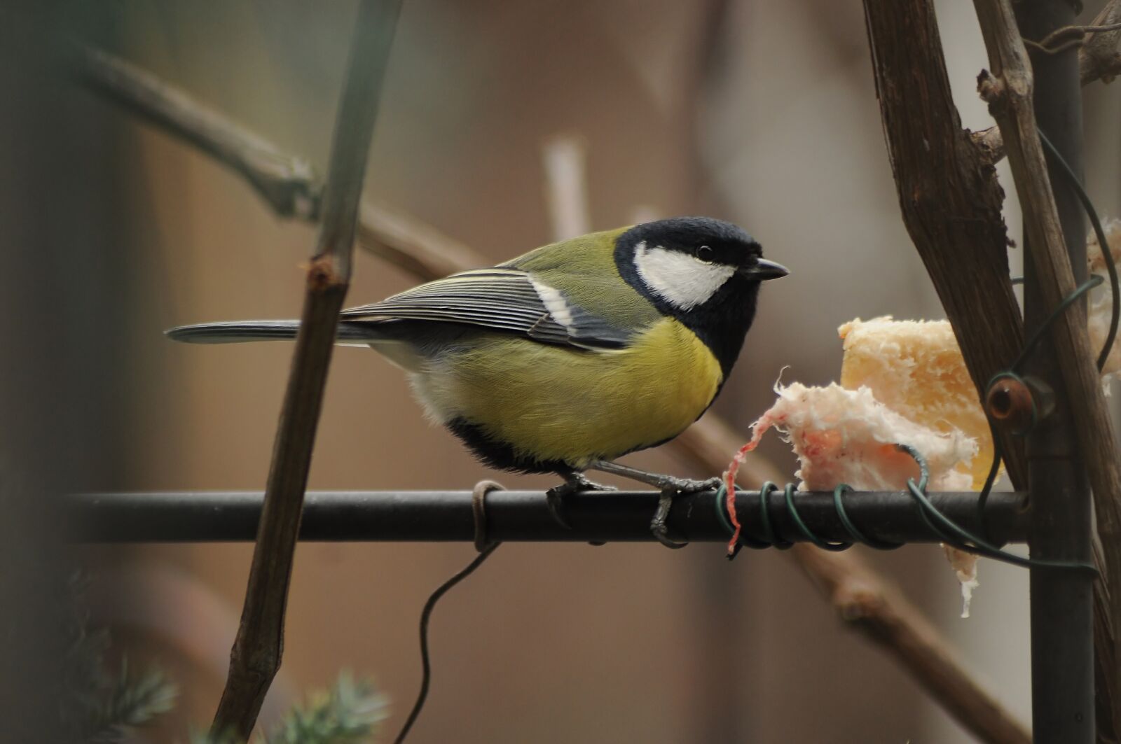 Nikon D90 sample photo. Tit, fat, winter photography
