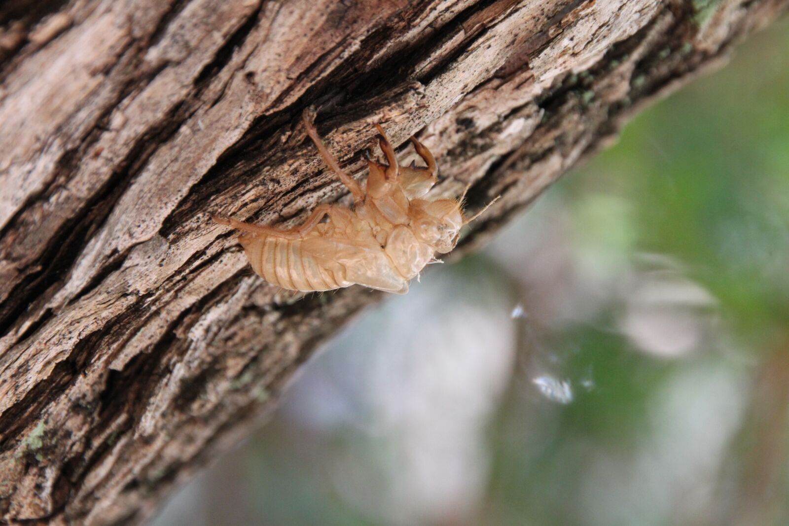 Canon EOS 500D (EOS Rebel T1i / EOS Kiss X3) sample photo. Summer, cicada, insect photography