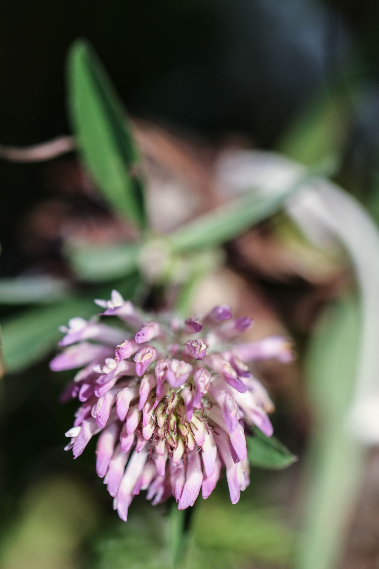 Canon EOS 7D Mark II sample photo. Flower, wild flower, pink photography