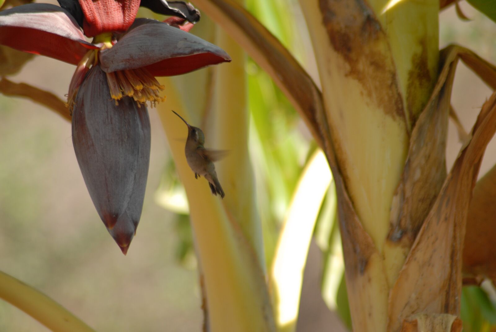 Nikon D200 sample photo. Ave, nature, bird photography