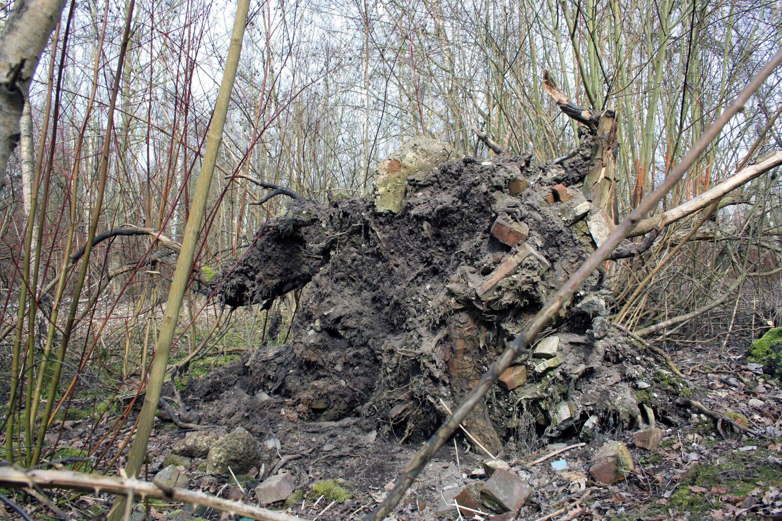 Canon EOS 1000D (EOS Digital Rebel XS / EOS Kiss F) sample photo. Root, uprooted, dying tree photography