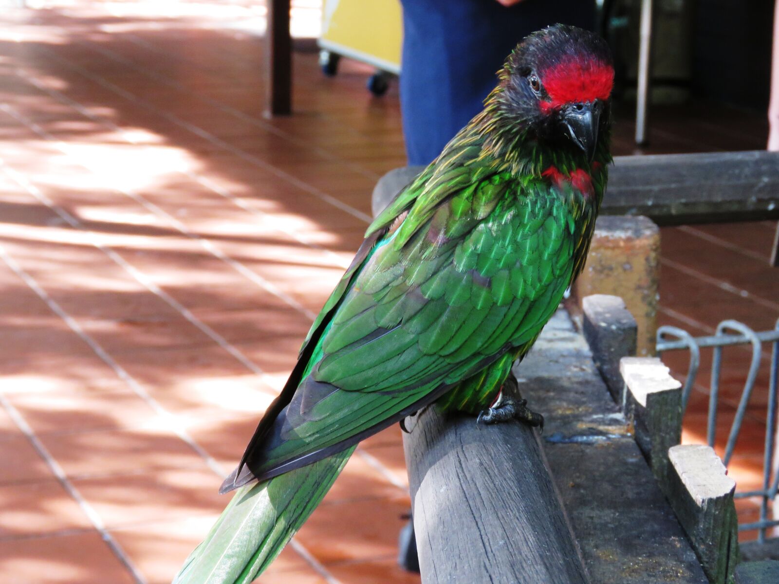 Canon PowerShot SX60 HS sample photo. Parrot, bird, macaw photography