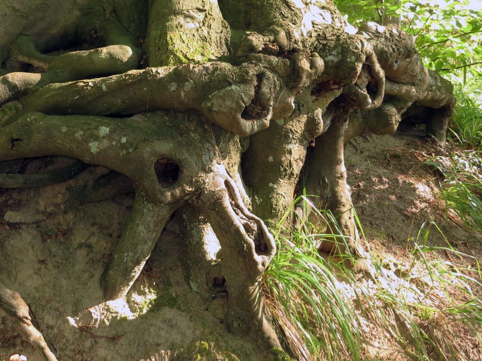 Canon PowerShot SX240 HS sample photo. Tree, tree root, branches photography