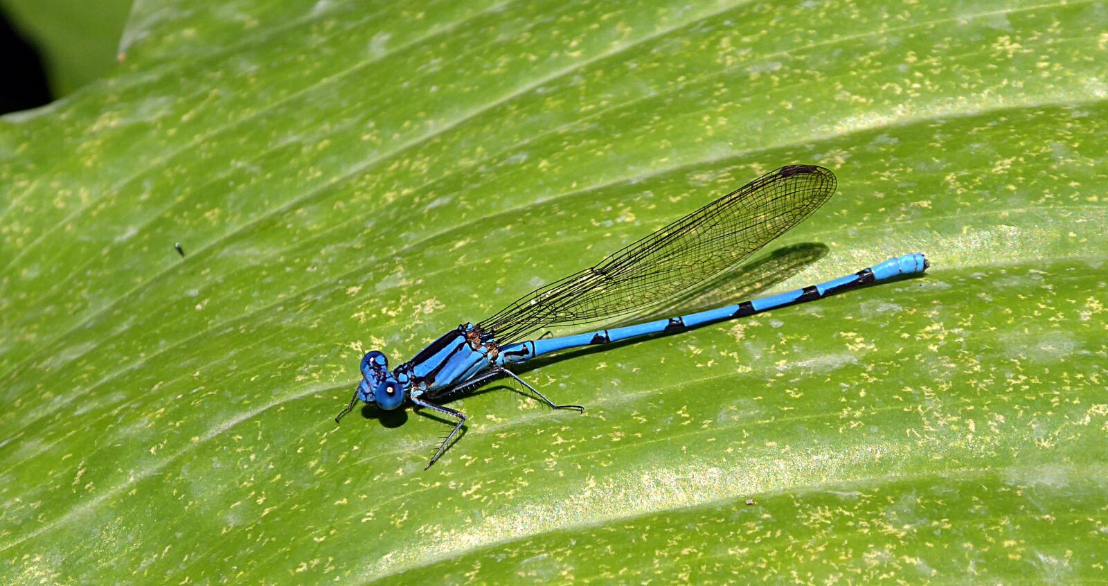 Panasonic Lumix DMC-ZS50 (Lumix DMC-TZ70) sample photo. Dragonfly, insect, macro photography