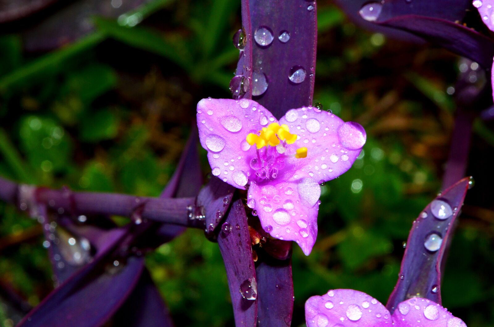 Nikon D5100 sample photo. Flower, violet, drops photography
