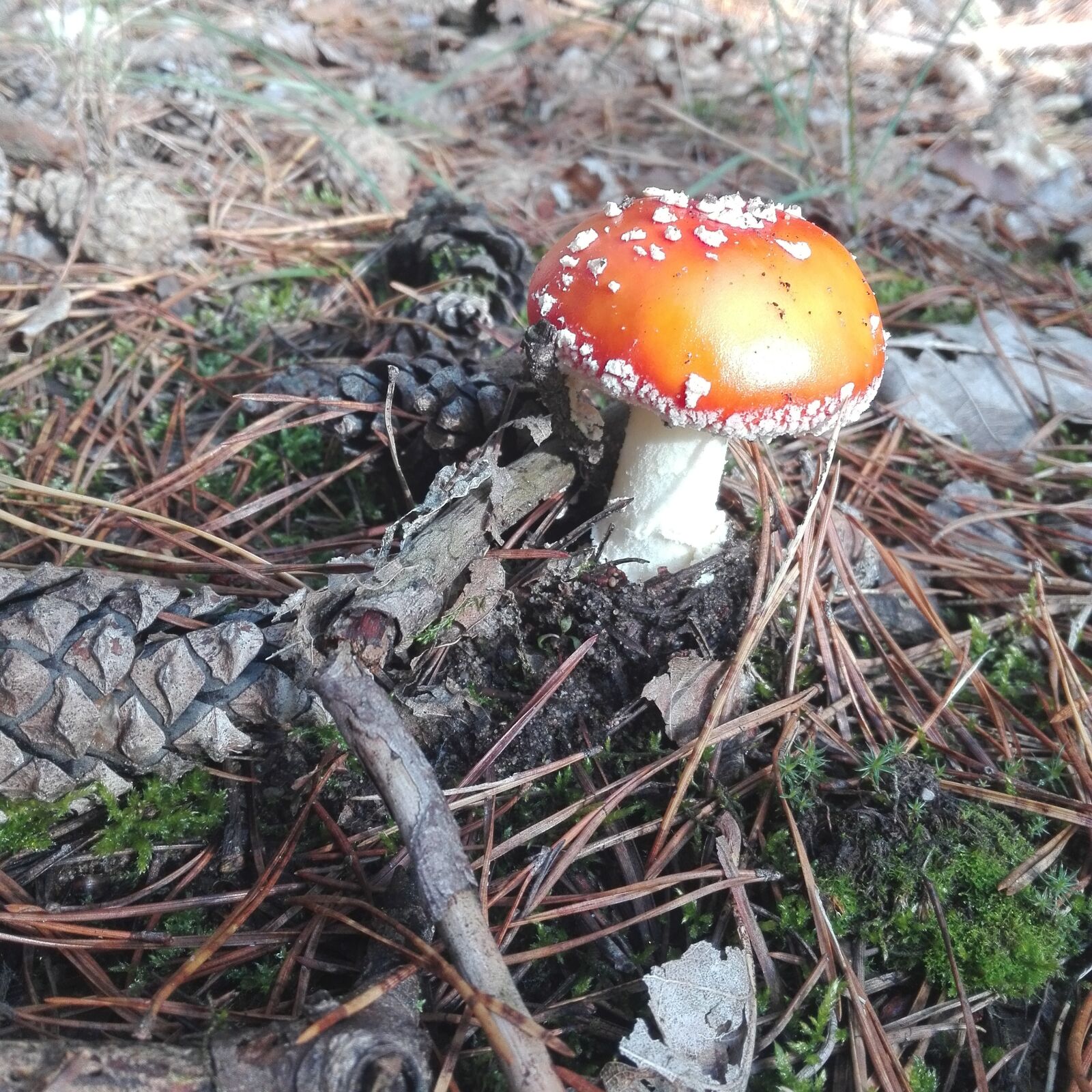 HUAWEI ALE-L21 sample photo. Fly agaric, mushroom, forest photography